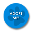 Adopt Me! I'd make a GREAT companion!